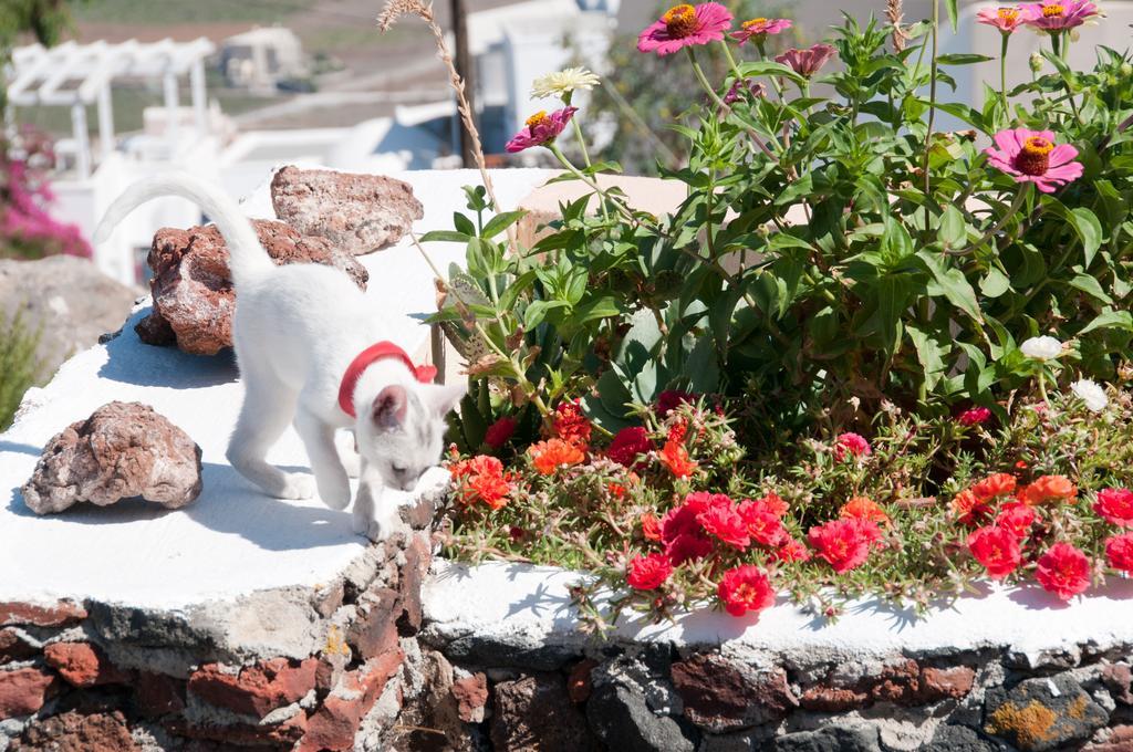 Apartment Alonistra Oia